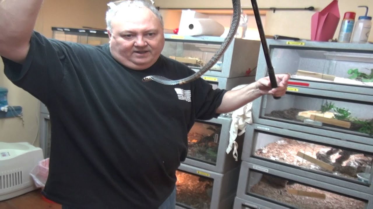 Лесные кобры в и из
