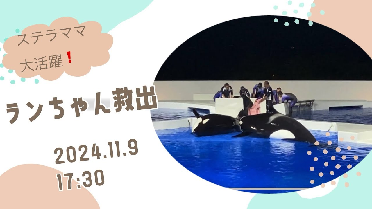 ランちゃん救出　2024.11.9 17:30