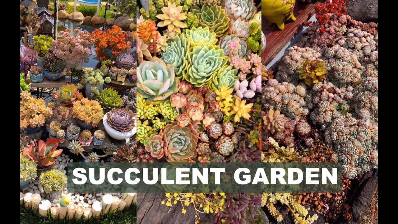Dream garden for succulent lovers| Vườn sen đ&aacute; trong mơ | 多肉植物 | 다육이들