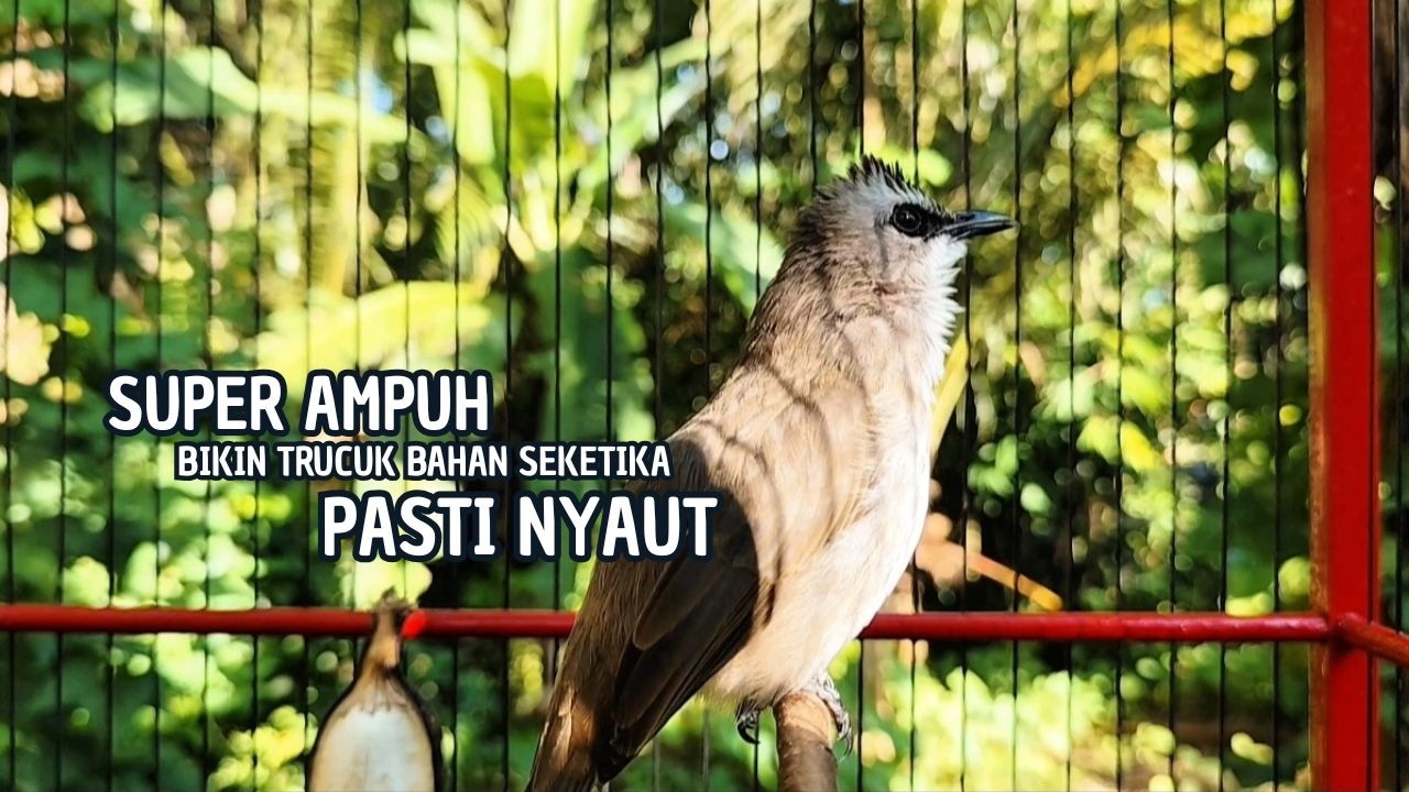 TRUCUKAN GACOR TARUNG ROPEL PANJANG Pancingan trucukan Agar Bunyi Jadikan Burung Trucuk Gacor Nyaut