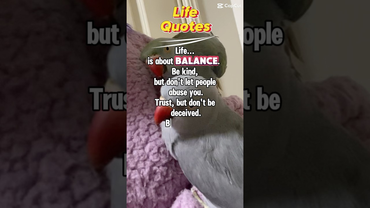 🦜#lifeshorts #shorts #bekind #staypositivequotes #positiveshorts #petshorts #birdshorts