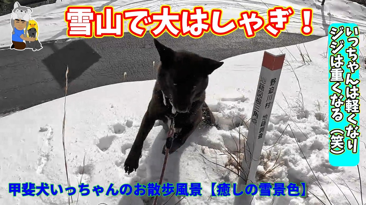 雪山で大はしゃぎ！甲斐犬いっちゃんのお散歩風景【かわいい動画】　甲斐犬いち