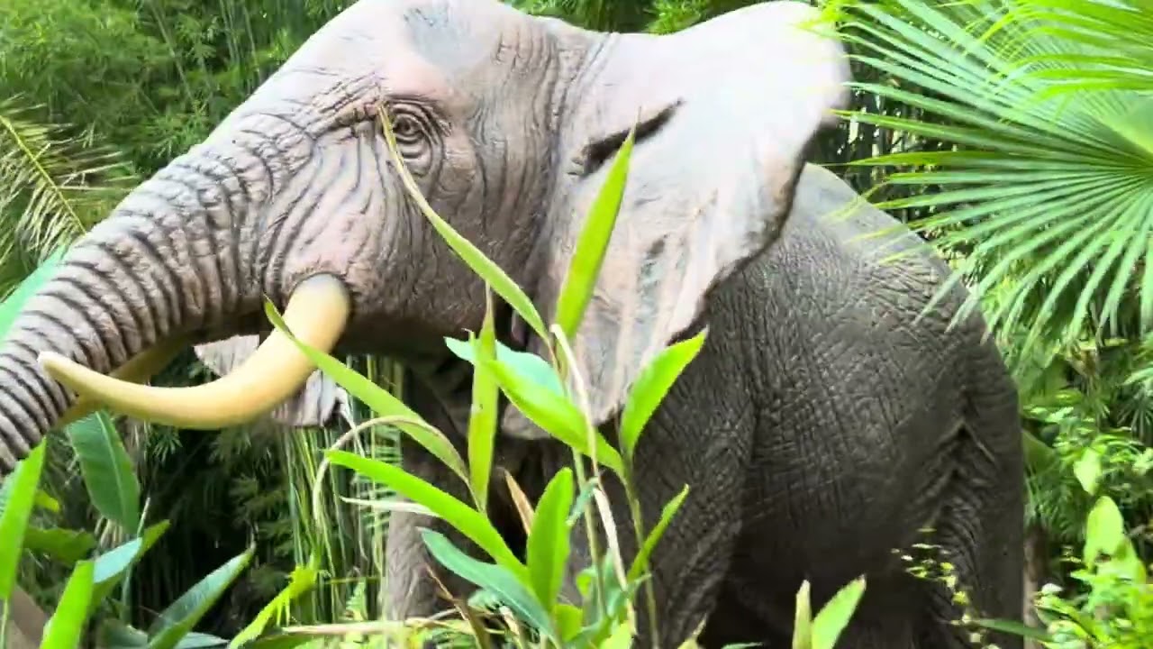 Disney jungle ride 1