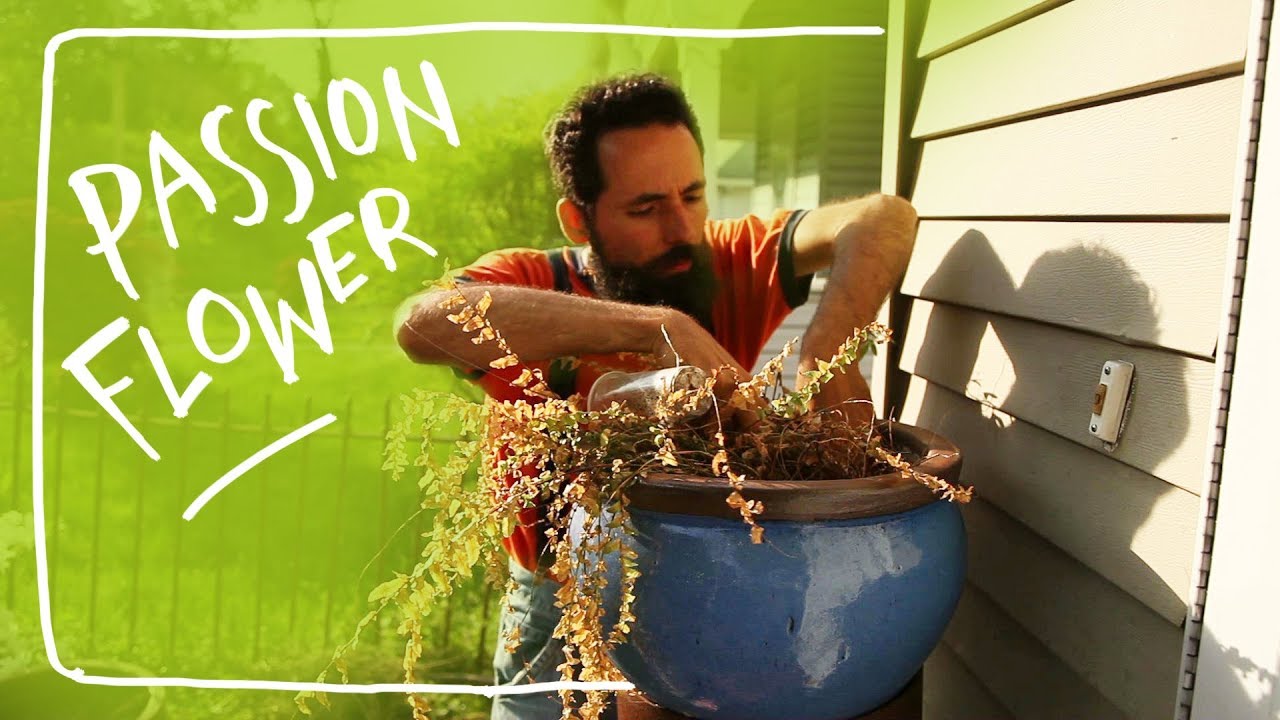 Growing Passion Fruit/ Flower as an Exotic House Plant