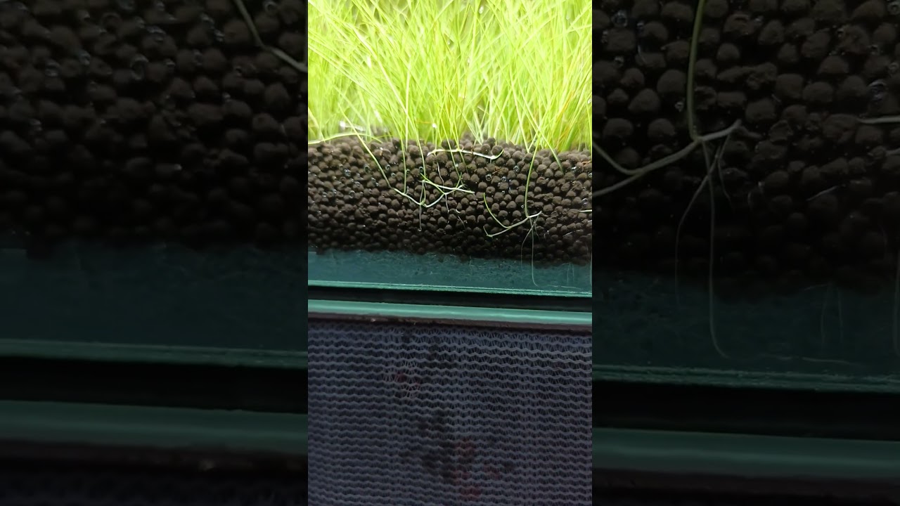 Hairgrass bisa Tumbuh tanpa Injeksi Co2..?