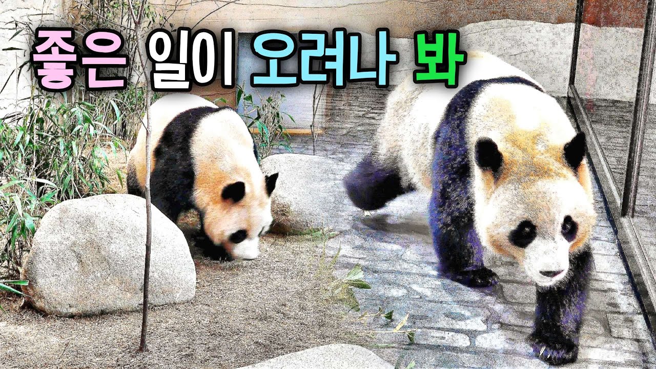 바르게 자란 루이바오 후이바오가 대견스럽네 집안 곳곳을 챙기고 마실도 다니고 주인으로 굳혔어