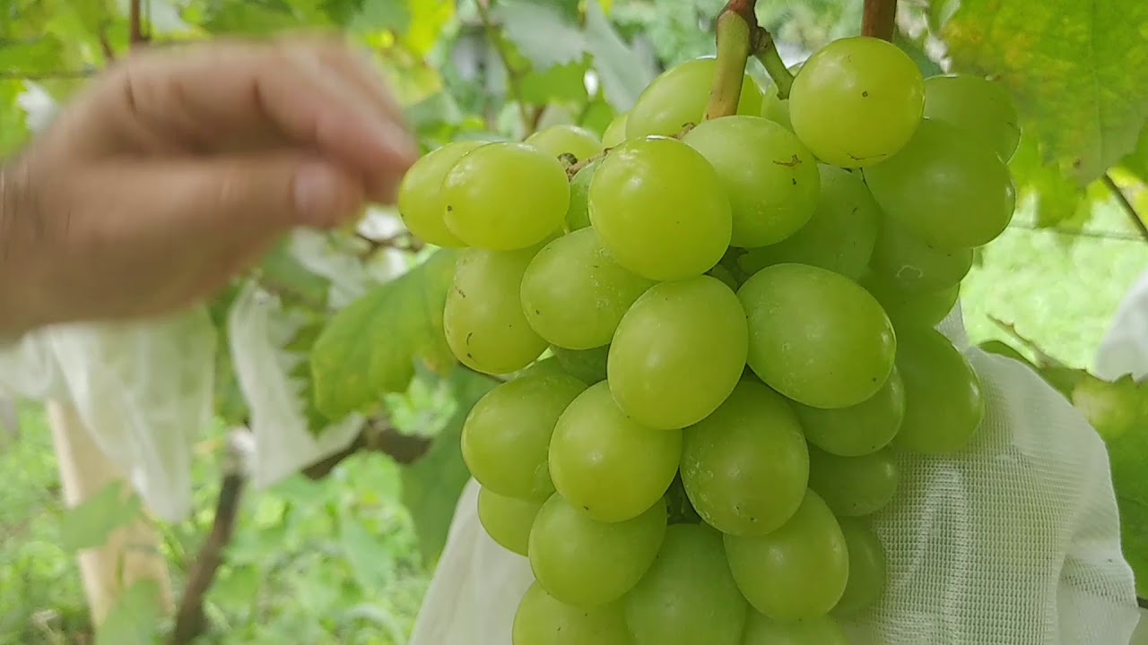 UVAS E PARREIRAS GIGANTES, VARIEDADE MARIA