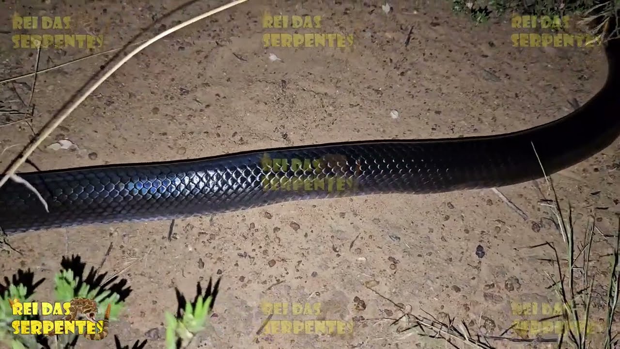 exclusivo coral verdadeira e cobra preta pela primeira vez no mundo