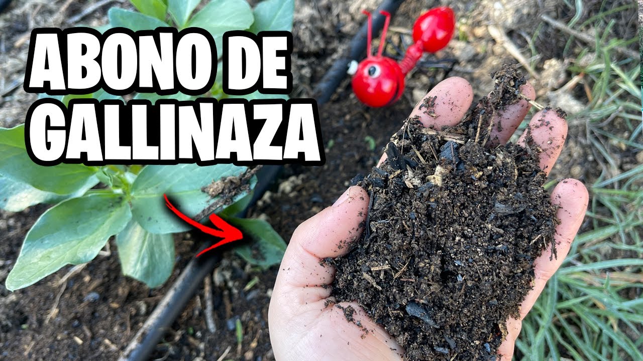 POTENTE ABONO con GALLINAZA!! 🐔 Crea ORO NEGRO para tus Plantas Paso a Paso | La Huerta de Ivan