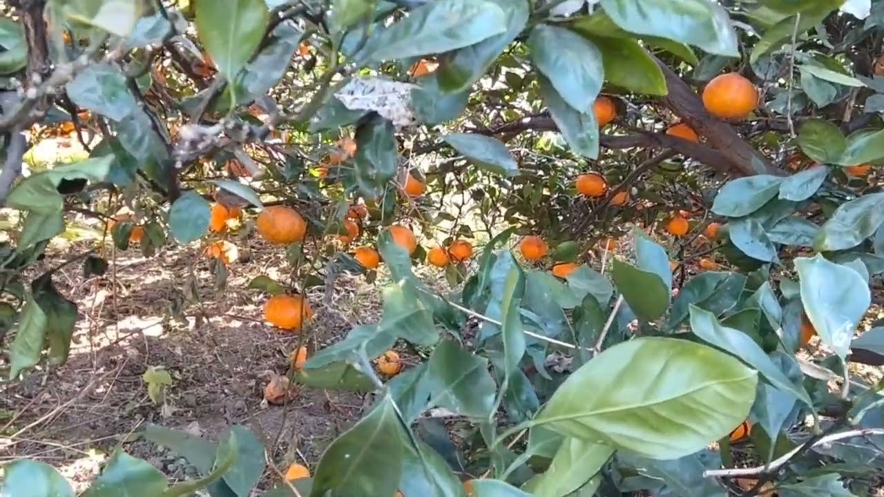 みかんを見て眼を休ませます