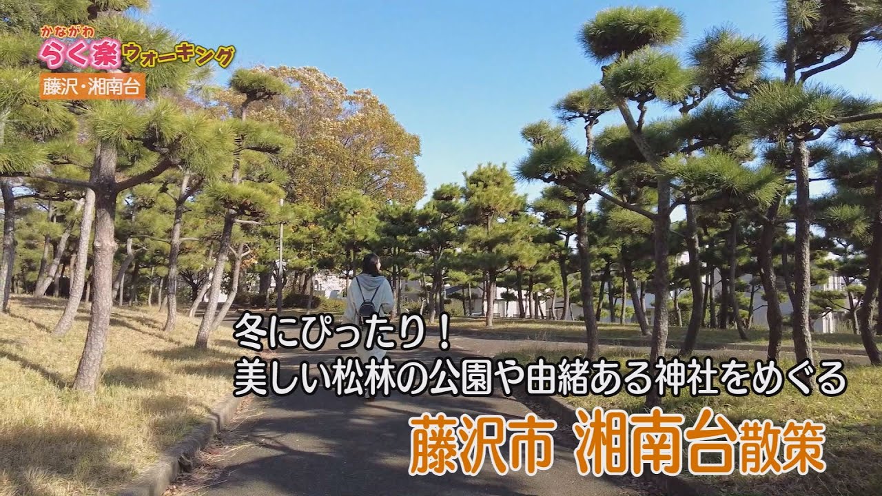 【らく楽ウォーキング】藤沢市 湘南台周辺