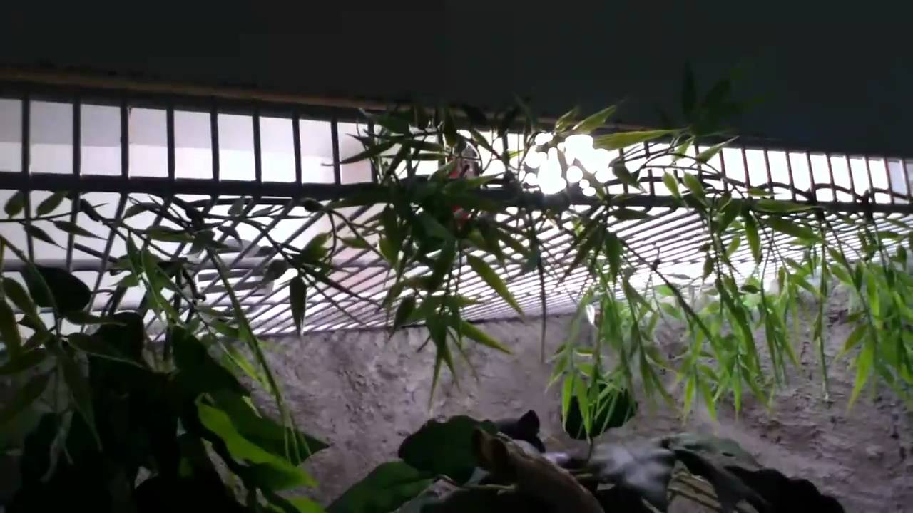 Custom snake enclosure I built for my red tail boa.