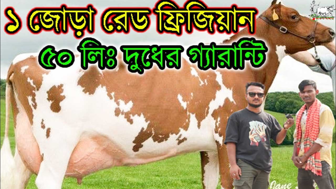 একজোড়া রেড ফ্রিজিয়ান সহ পাবনা জেলা তাক লাগানো গাভীর প্রতিবেদন। বাজার প্রতি গাভীতে ২০-৩০ হাজার কম।