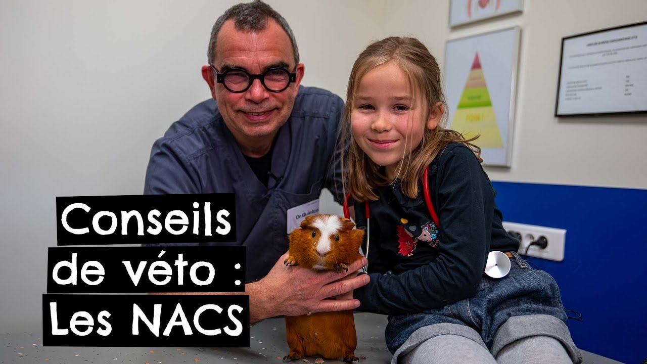 Conseils de véto : Les NACs 🐰 🐹 🐢
