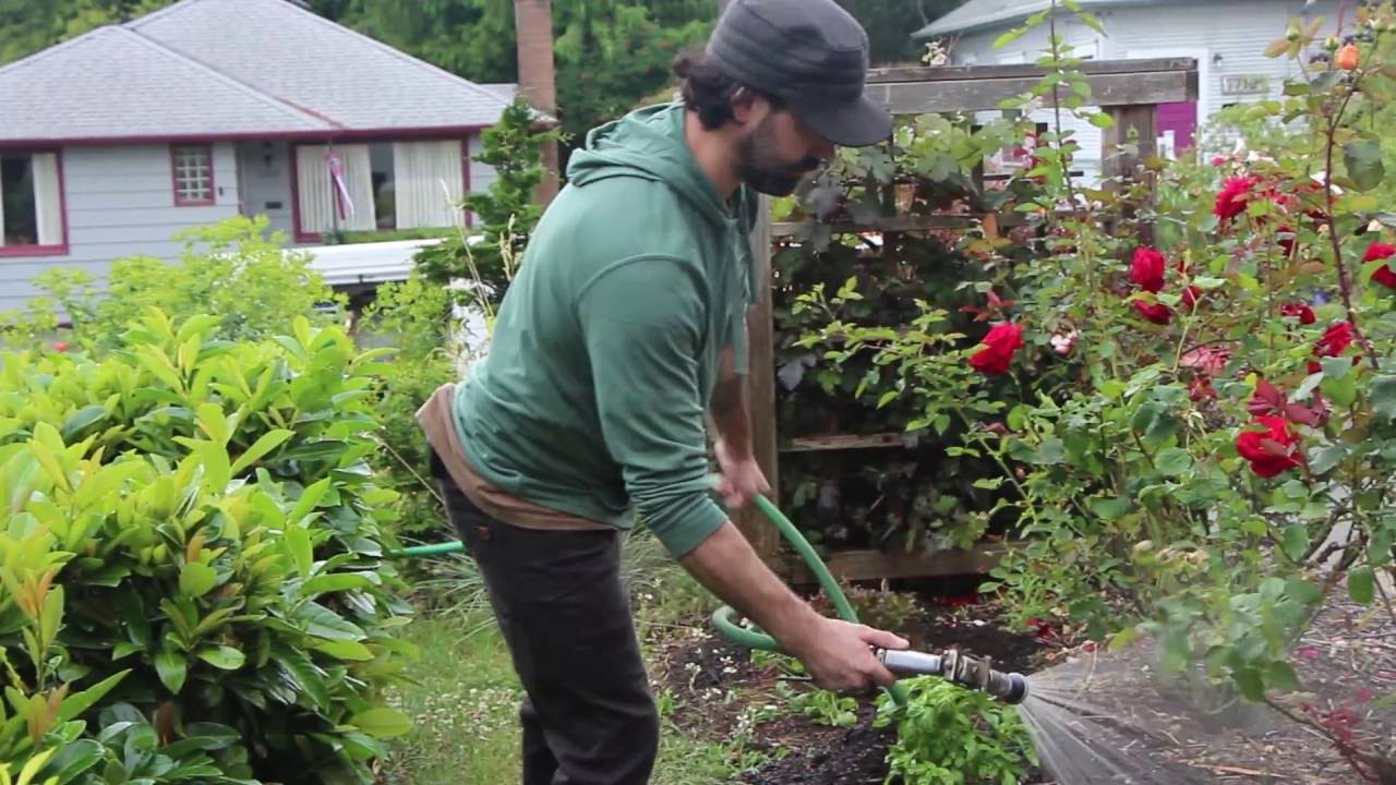 Compost Tea: Feeding Soil for Healthy Plants