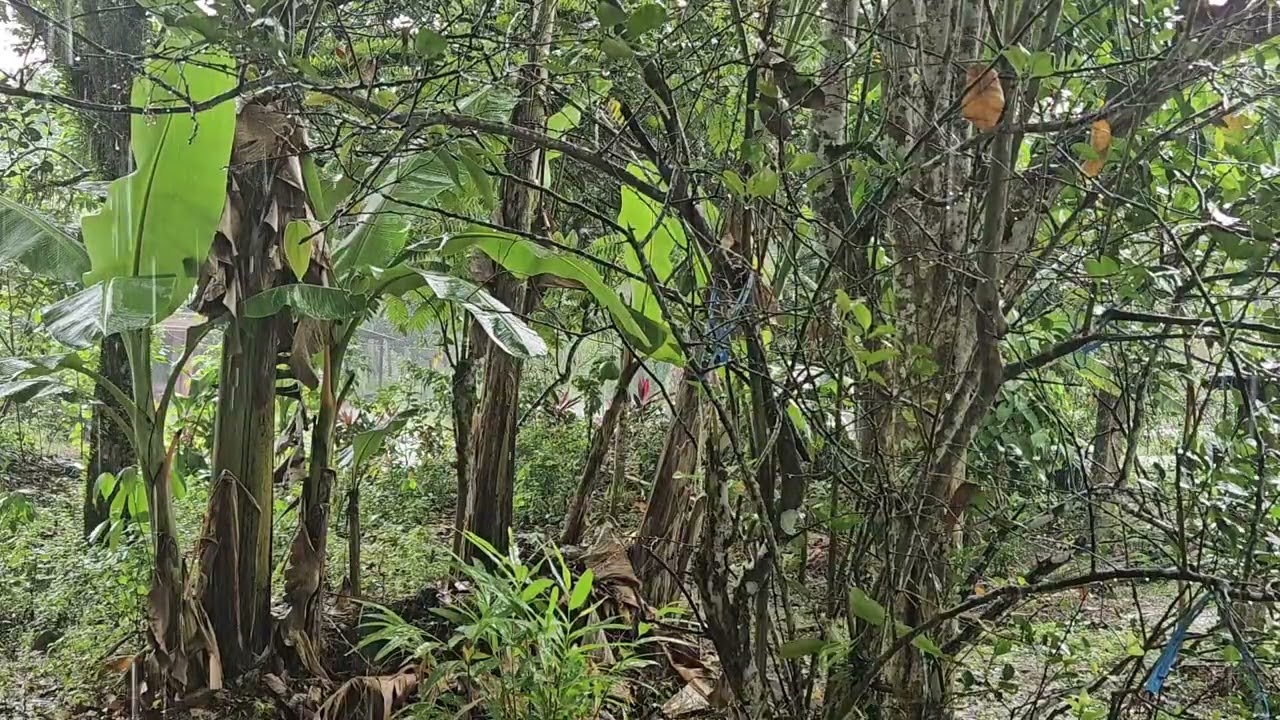 1 Hour of Rain Sound In Front of House