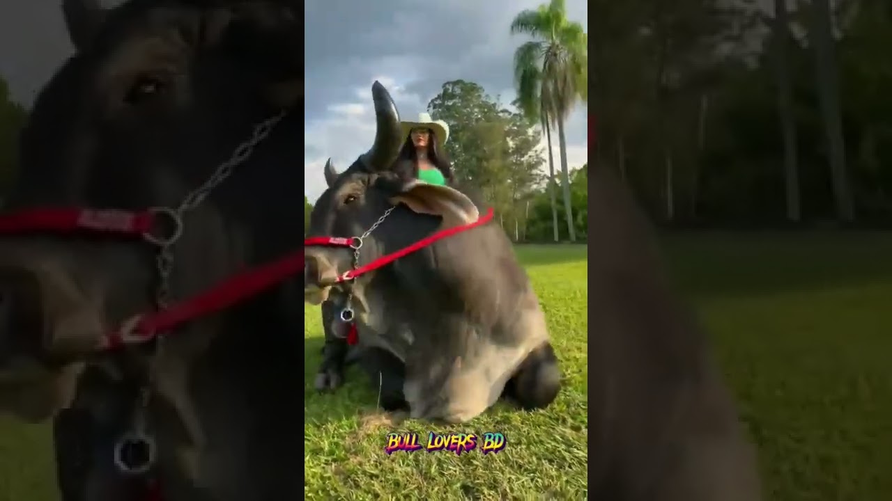 Bull Riding By a Beautiful Lady || Bull Controlling || Cow Girl || Bull Lovers BD.