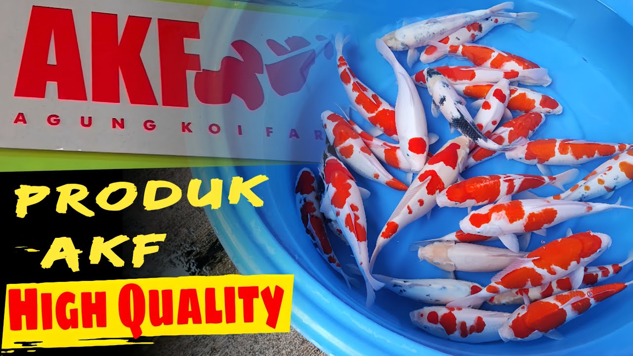 UPDATE STOK TERBARU ❗❗ HIGH QUALITY PRODUK AKF KEDIRI, SPESIAL KOHAKU, eps 107