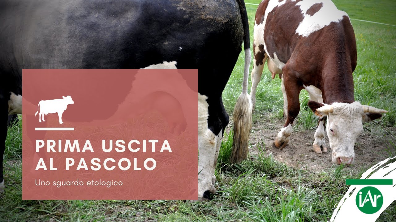 La Ferme de Montfleury (Aosta) |  Prima uscita al pascolo - Uno sguardo etologico sulla mandria