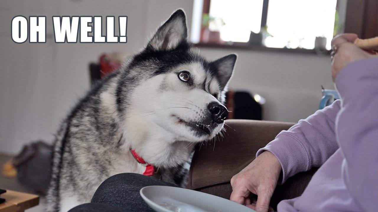 Husky Says OH WELL After Sneezing On His Nan!