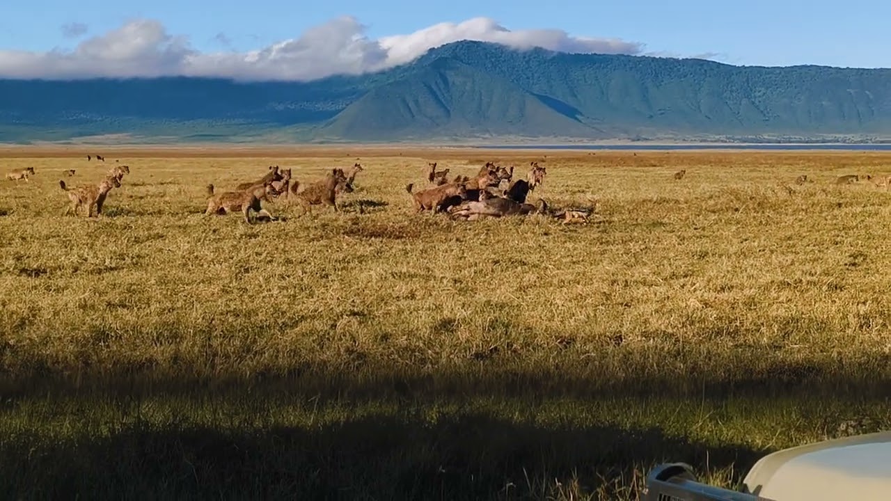 Hyaena move in on lion kill