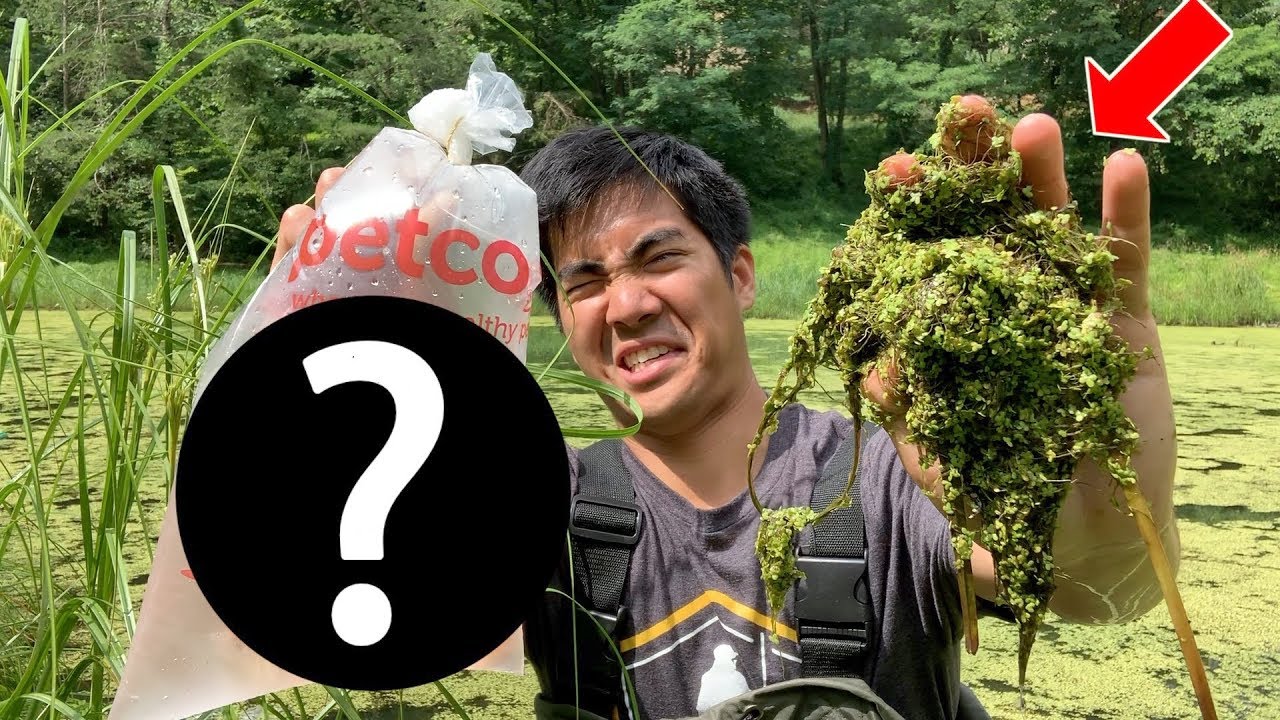 STOCKING PET STORE FISH TO SAVE MY POND EXPERIMENT!!! (Deadly Plant Removal)
