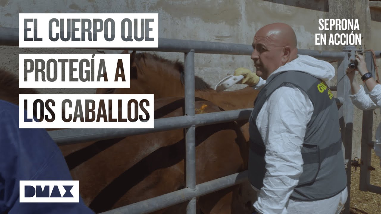 Fin al negocio ilegal equino | Seprona en acción