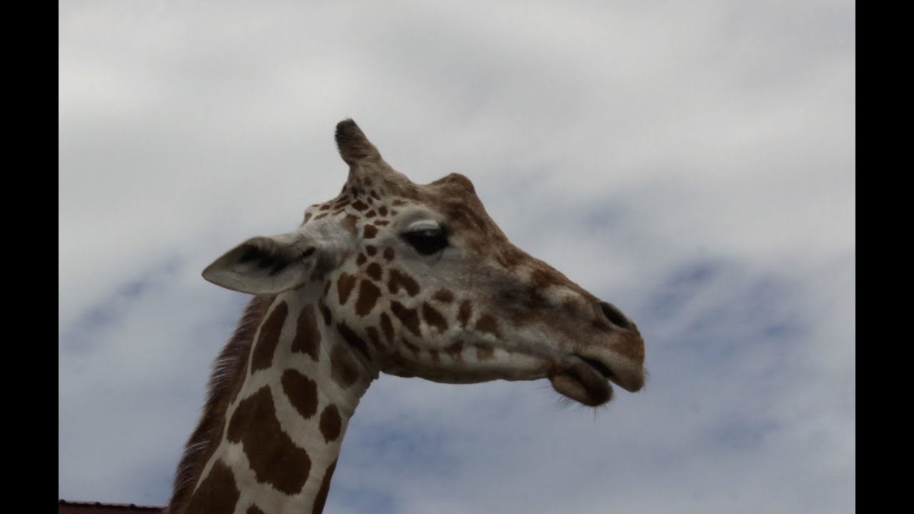 In loving Memory of April