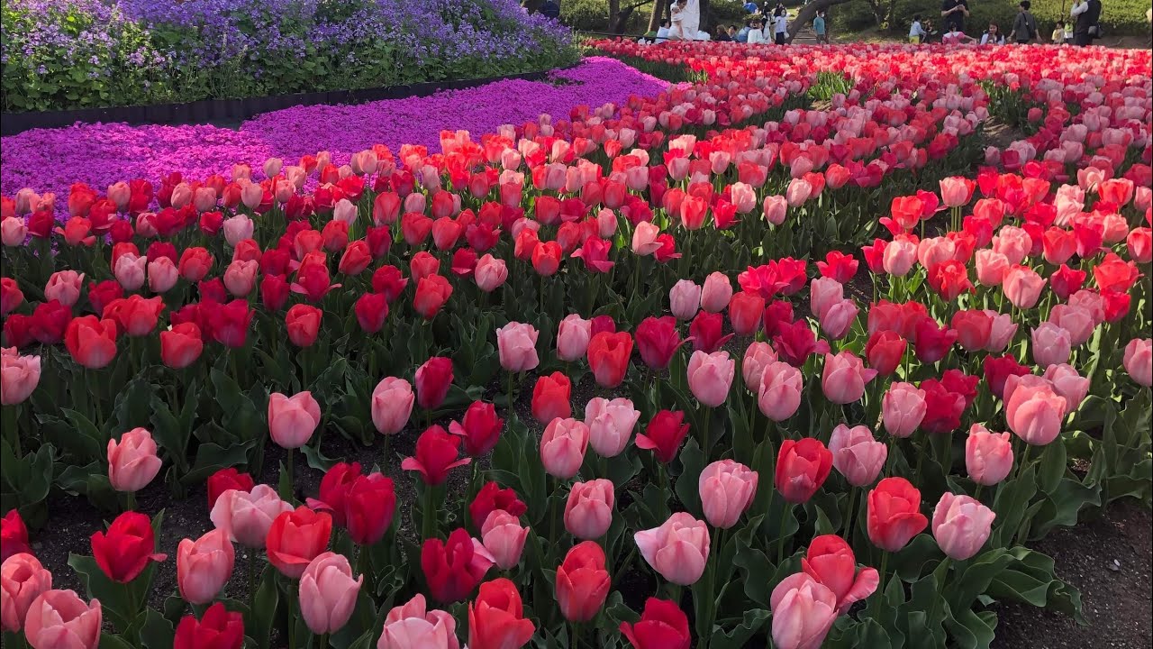 Breathtaking Tulips🌷
