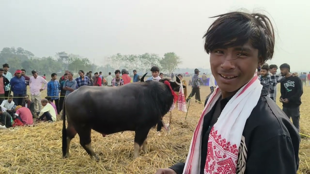 জালুগুটিত ম'হৰ যুজত কিছু ম'হ আৰু ম'হৰ যুজ