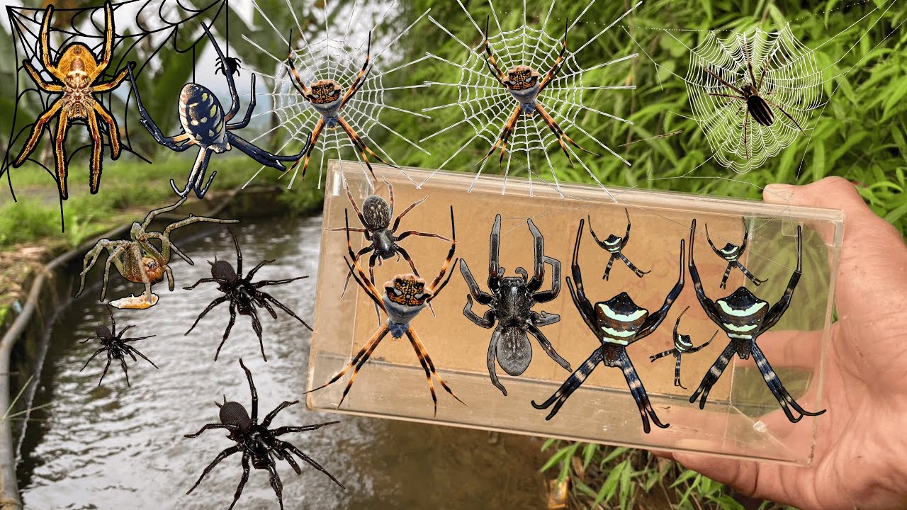 Hunting Top Giant Weaver Orb Spider In The River !! Black House Spider, Weaver Spider, Gagamba
