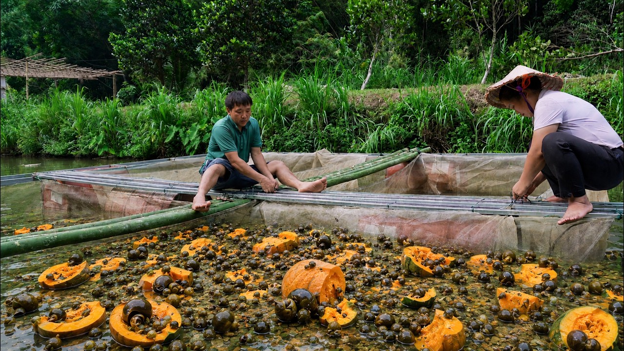 Building a Floating Snail Farm Pen on the Pond | Binh & Ngoc's Mountain Farm Life