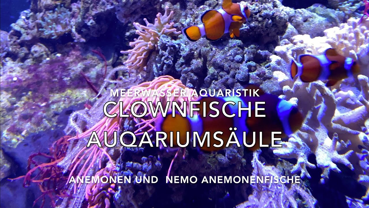 Anemonen Aquarium S&auml;ule - Anemonenfisch Nemo Clownfisch und viele Anemonenfische