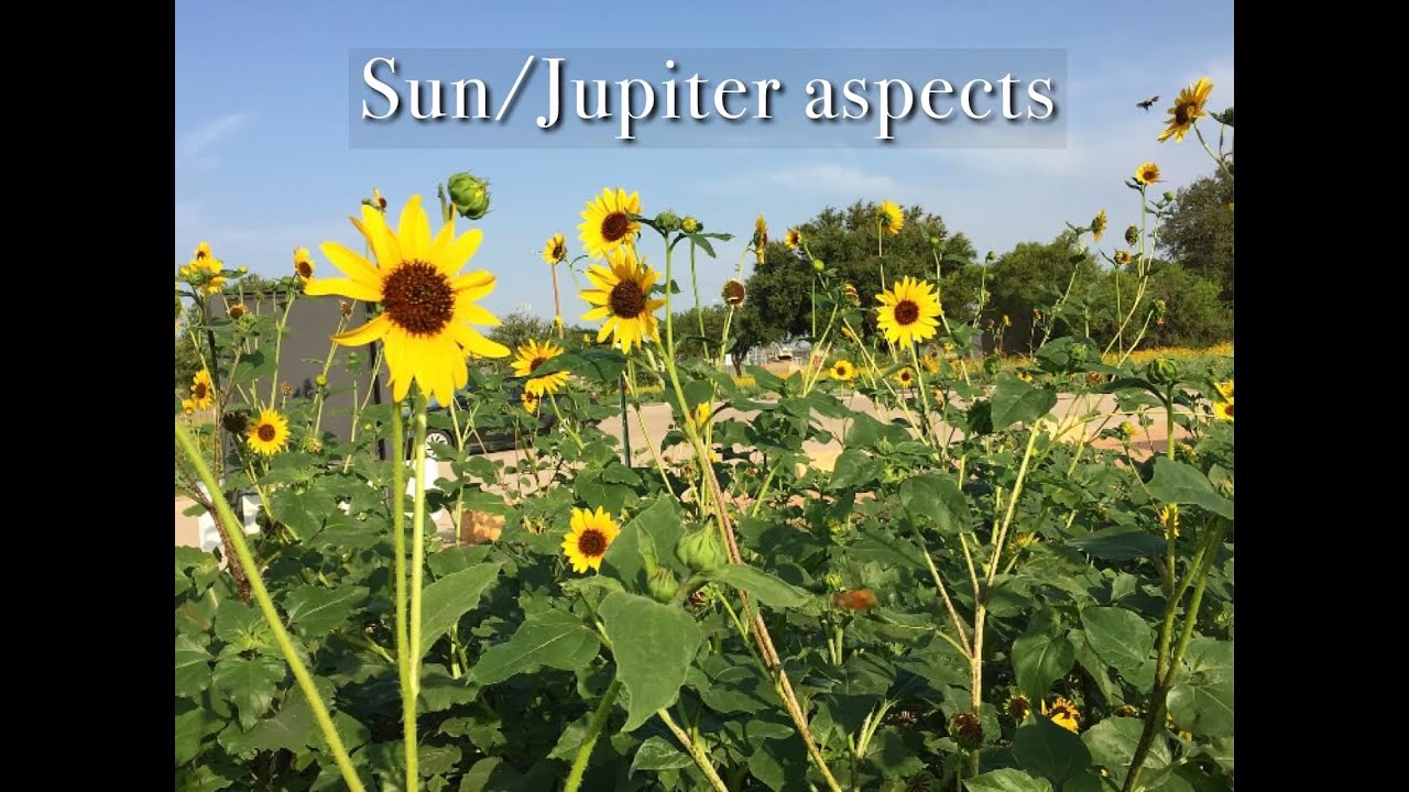 Sun/Jupiter aspects in the birth chart