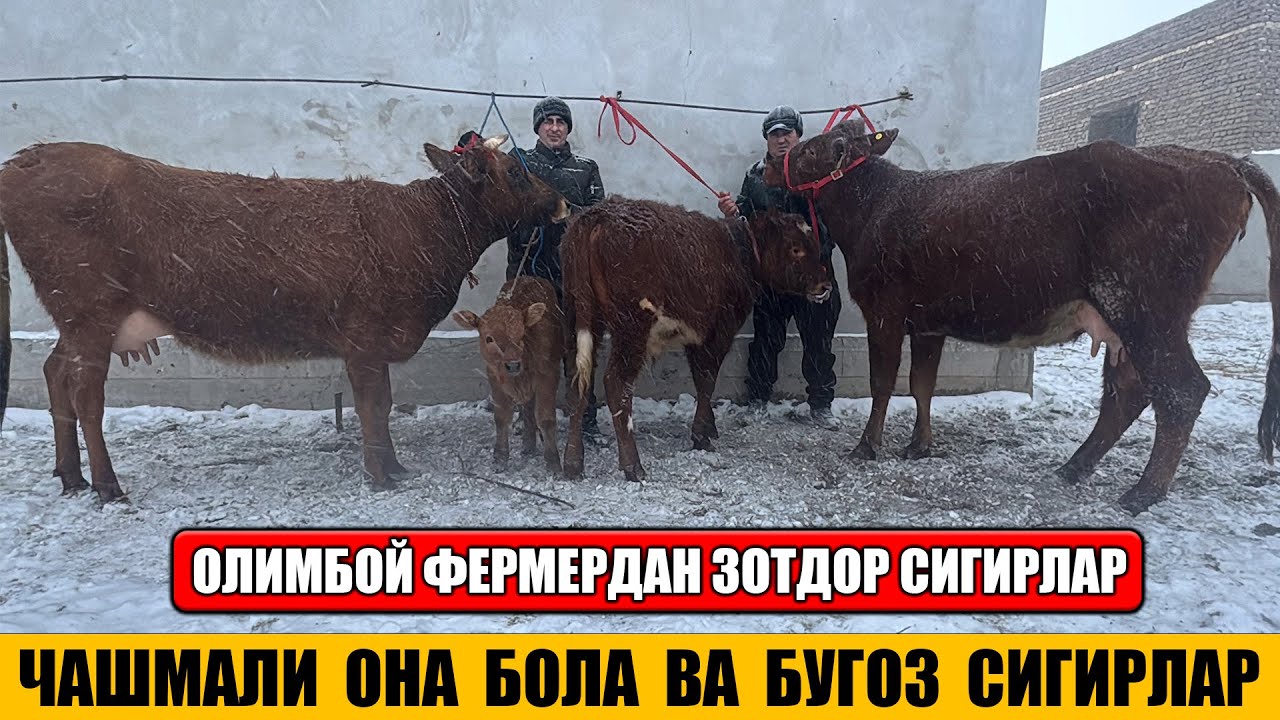 СУТДОР ОНА БОЛА ВА БУГОЗ СИГИРЛАР ОЛИМБОЙ ФЕРМЕРДАН 21-01-2026