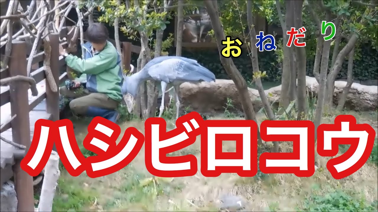 おねだりするハシビロコウ Shoebill Balaeniceps rex