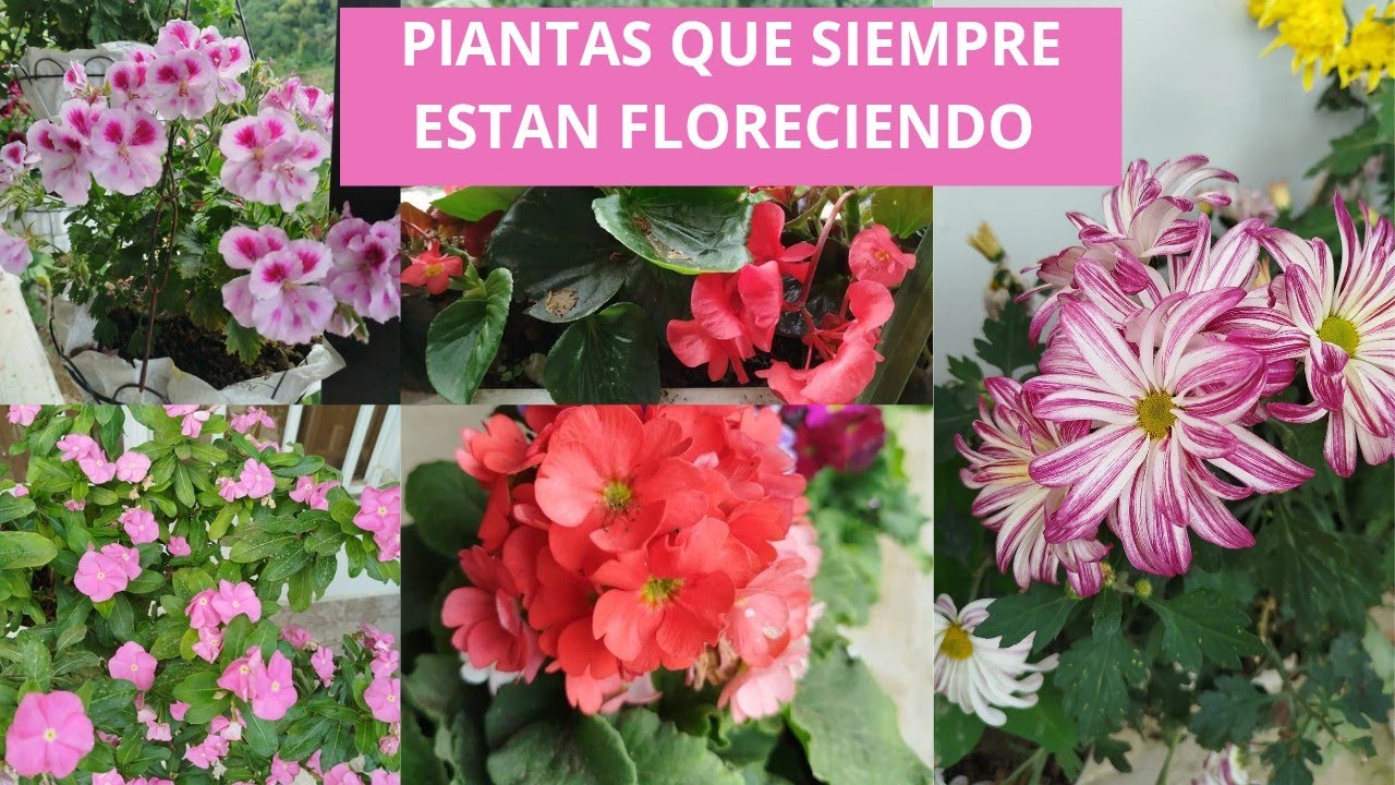 12 PLANTAS QUE SIEMPRE TENDRÁN TU JARDÍN FLORECIDO