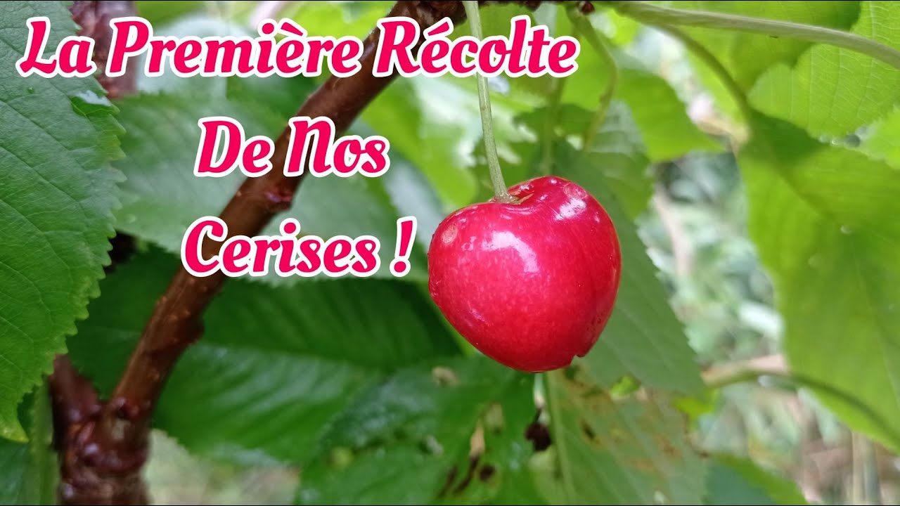 La première récolte de nos cerises !
