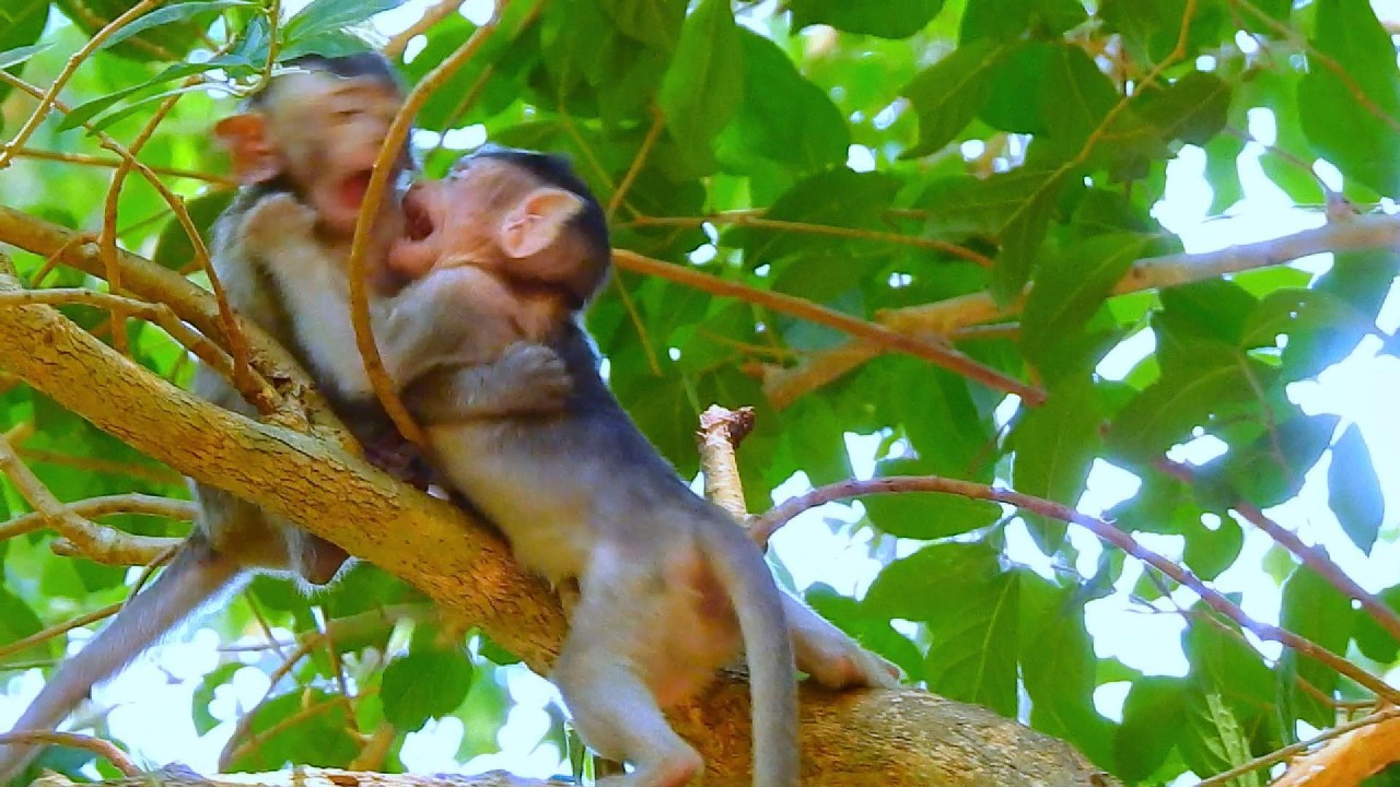 ...SO CUTE MONKEY...!