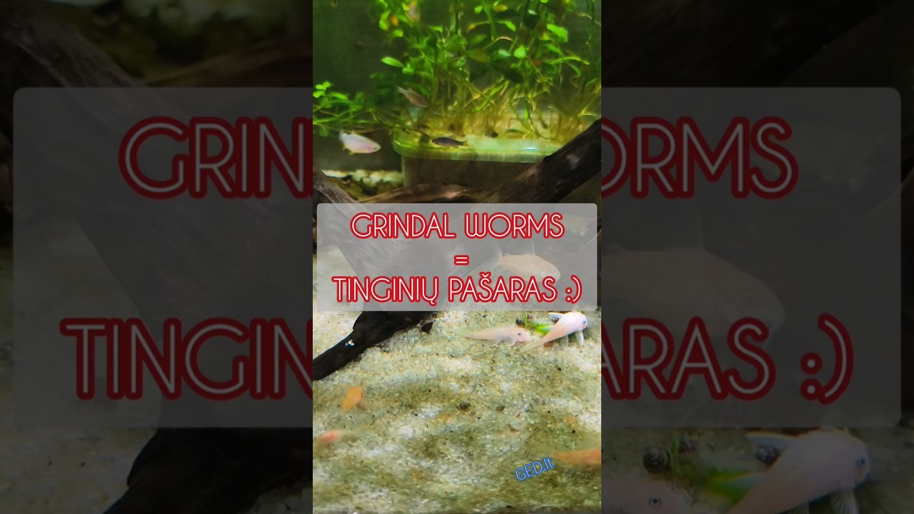 GRINDAL WORMS - TINGINIŲ PA&Scaron;ARAS