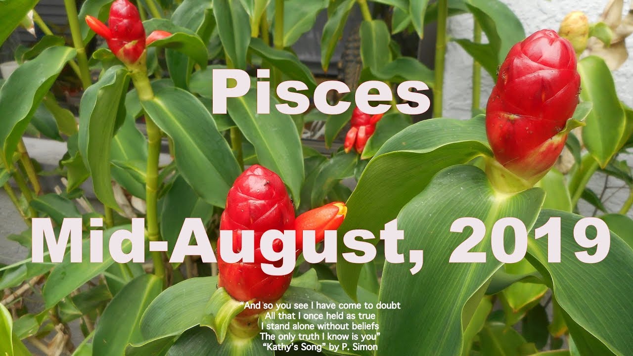 YES!!!!!! PISCES THEY CHOOSE YOU! 😍😘 Mid August 2019 to September 2019 Tarot