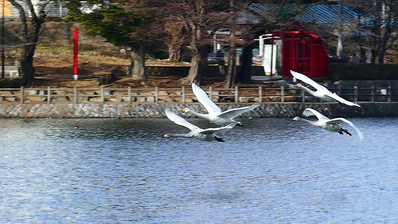 盛岡市 高松の池 白鳥の羽ばたき 編  | 岩手･盛岡観光動画