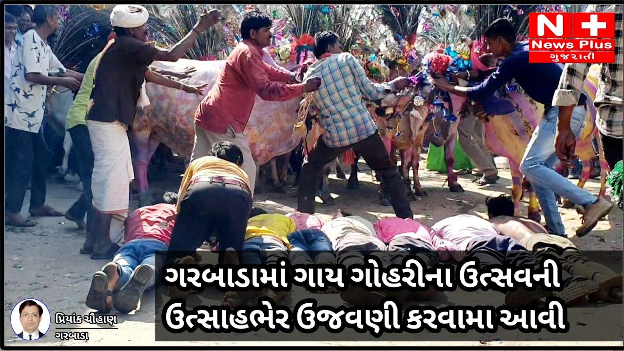 ગરબાડામા વર્ષોથી ચાલી આવતી પરંપરા આજે પણ અકબંધ : ગાય ગોહરીના ઉત્સવની ઉત્સાહભેર ઉજવણી કરવામાં આવી