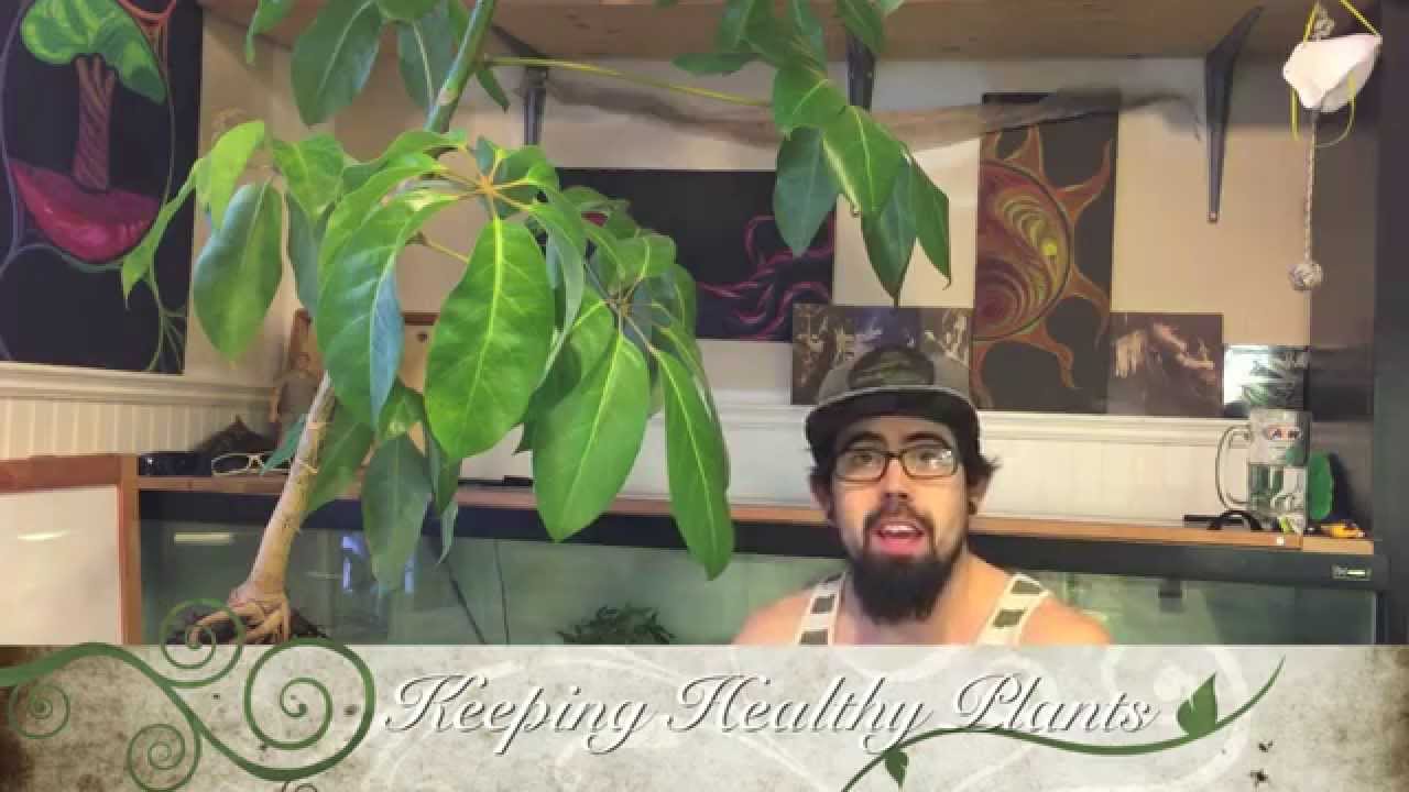 Repotting my umbrella tree