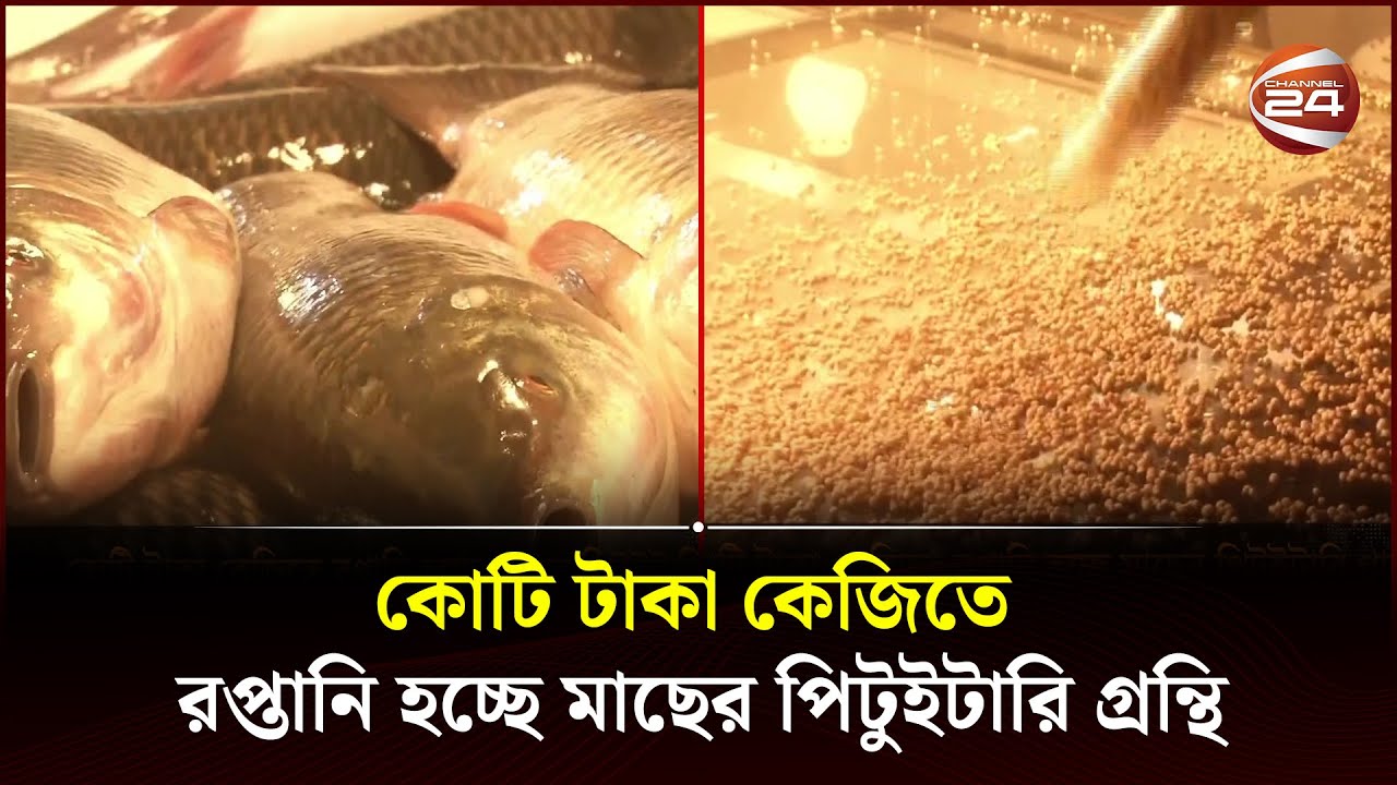 কোটি টাকা কেজিতে রপ্তানি হচ্ছে মাছের পিটুইটারি গ্রন্থি | Channel 24