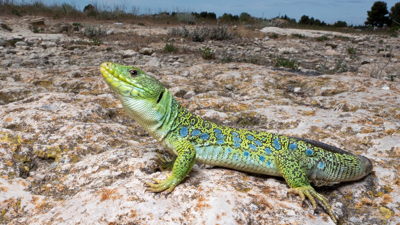 Lagarto ocelado (Timon lepidus) / El resurgir de los grandes lagartos