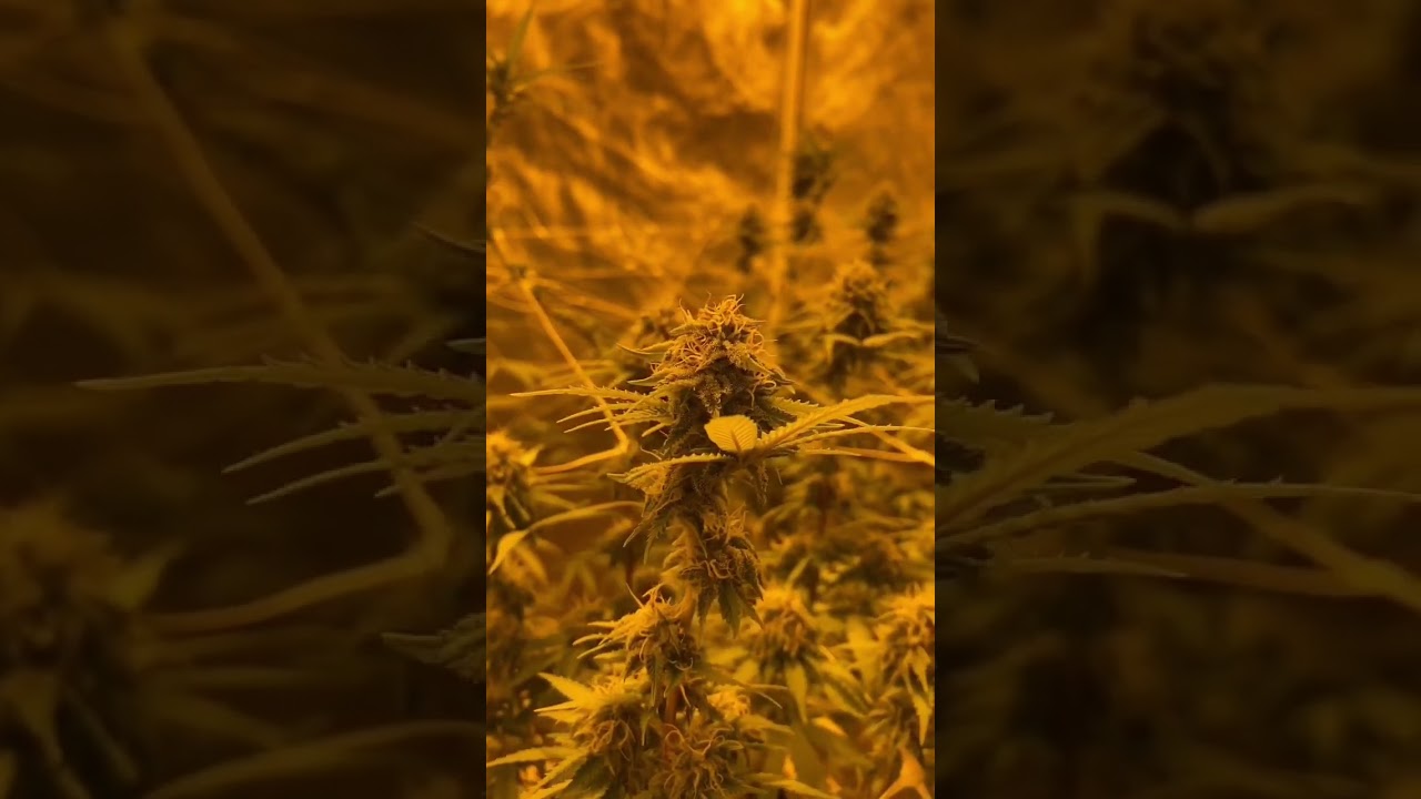 Week 4 Cannabis Flower Stage Grape Runtz