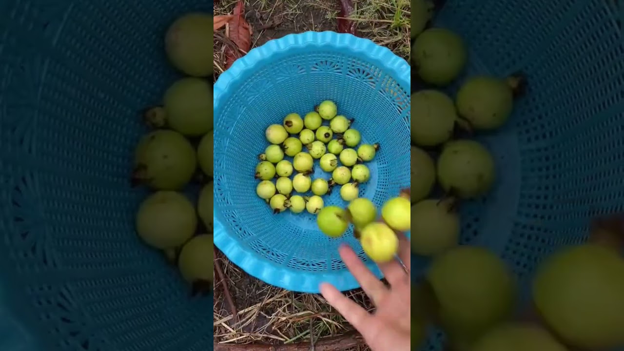 jambu biji kerikil enak banget masyallah 😍😘🤤🤤