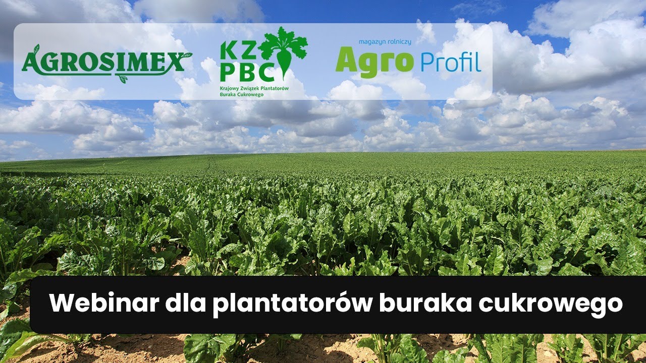Webinar dla plantatorów buraka cukrowego – transmisja na żywo