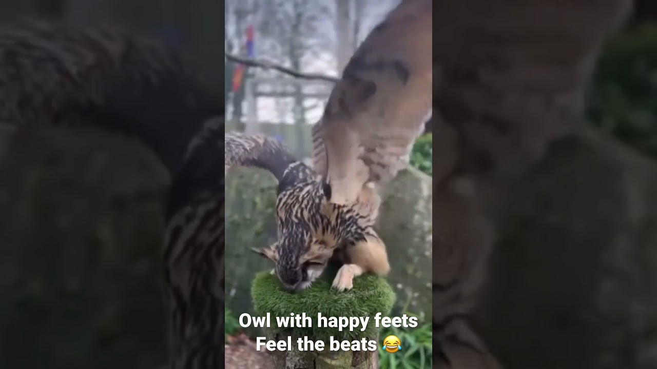 Owl happy landing dance. Feel the beat 🦉 #relaxingmusic #studymusic #lofiambient #relaxingsounds #